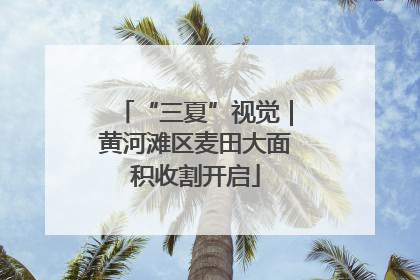 “三夏”视觉｜黄河滩区麦田大面积收割开启